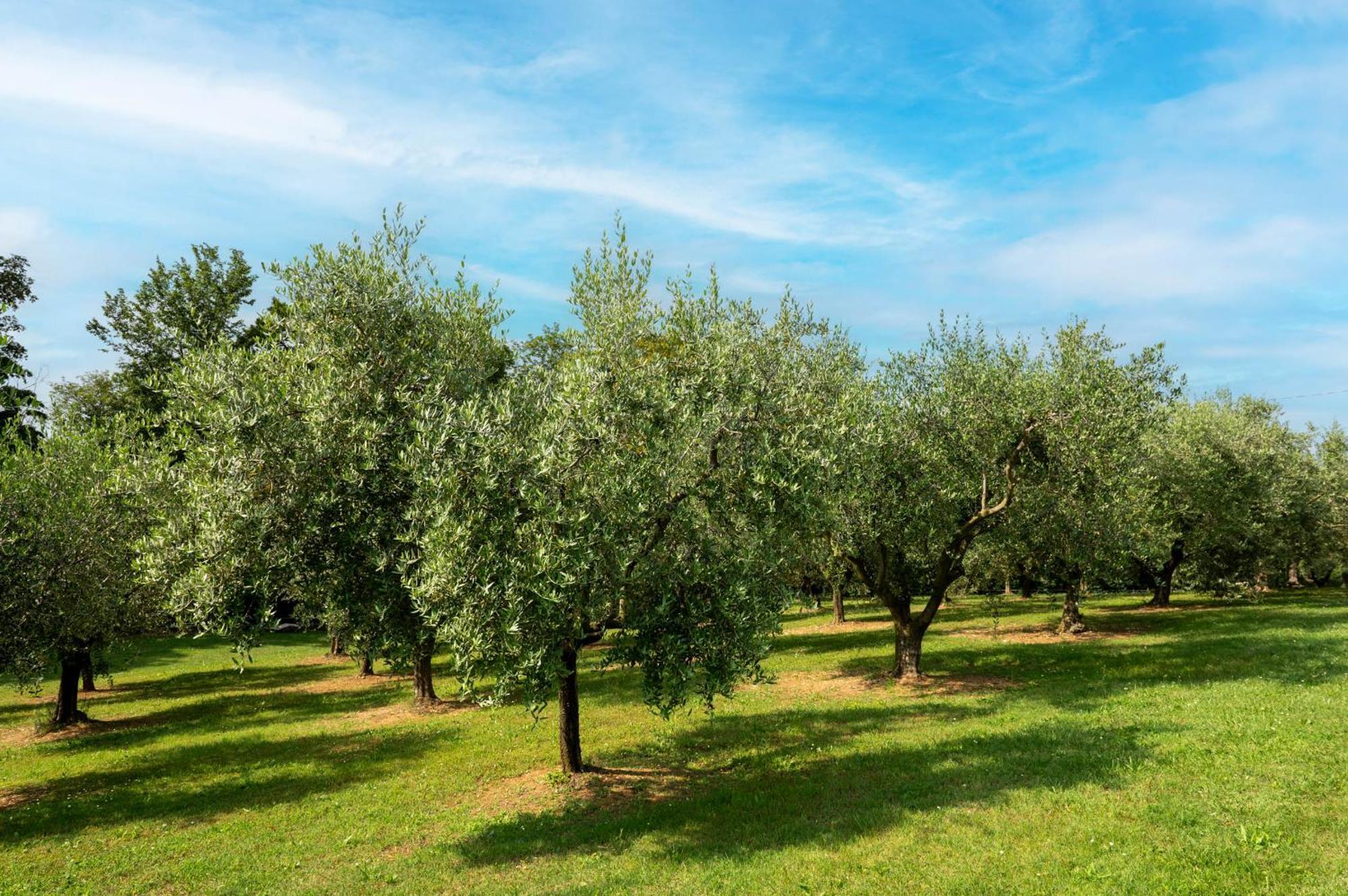 Agriturismo Terre Bianche Teolo Luaran gambar